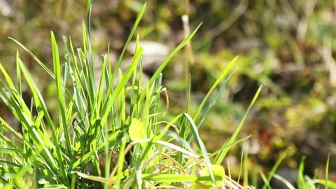 Fresh green grass close-up Stockbeeldmateriaal 152926940