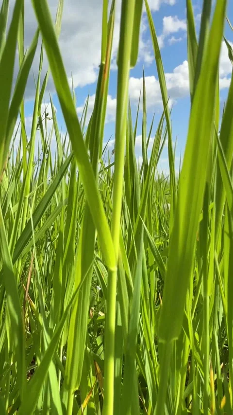 Fresh green grass close up Stock Footage 311045996