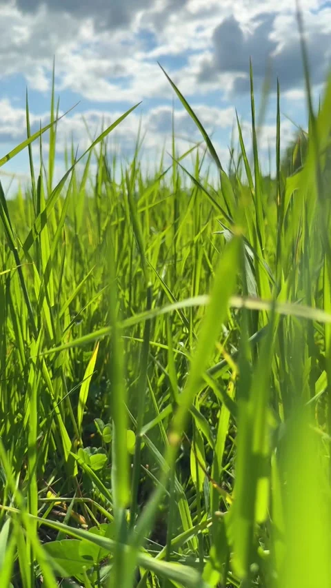 Fresh green grass close up Stock Footage 311046005