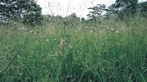 Fresh Green Grass Close-Up Stock Footage 329087913