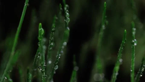Fresh green grass close-up. Grass with morning dew. Closeup raindrops Video stock 147265374