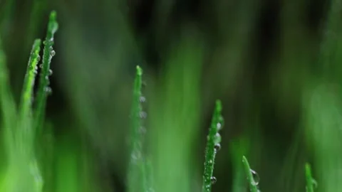 Fresh green grass close-up. Grass with morning dew. Closeup raindrops Stock Footage 147265378
