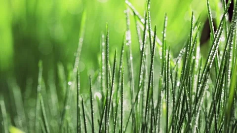 Fresh green grass close-up. Grass with morning dew. Closeup raindrops  Stock-Footage 147265395