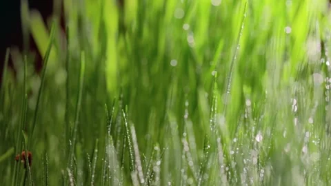 Fresh green grass close-up. Grass with morning dew. Closeup raindrops  Stock Footage 147265402