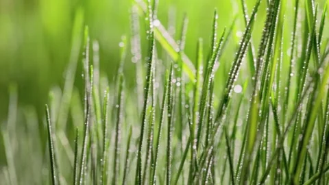 Fresh green grass close-up. Grass with morning dew. Closeup raindrops  Stock Footage 147265403