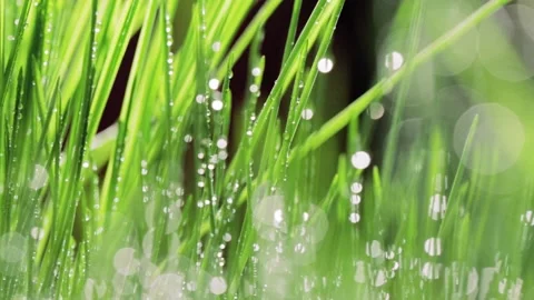 Fresh green grass close-up. Grass with morning dew. Closeup raindrops  Stock Footage 147265412
