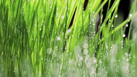 Fresh green grass close-up. Grass with morning dew. Closeup raindrops Stock Footage 147265423