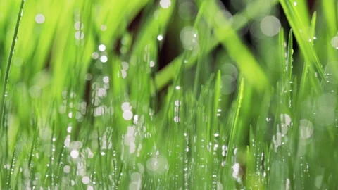 Fresh green grass close-up. Grass with morning dew. Closeup raindrops  Stock Footage 147265424
