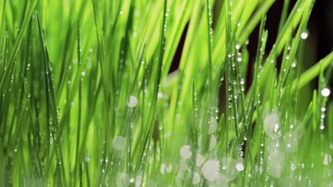 Fresh green grass close-up. Grass with morning dew. Closeup raindrops  Stock Footage 147265431