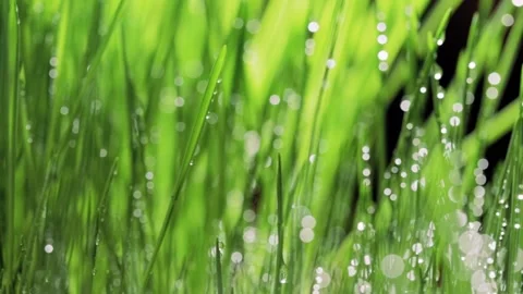 Fresh green grass close-up. Grass with morning dew. Closeup raindrops  Stock Footage 147265435