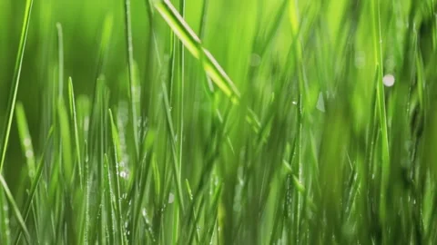 Fresh green grass close-up. Grass with morning dew. Closeup raindrops Stock Footage 147265440