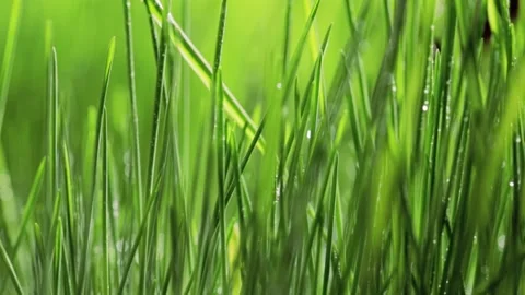 Fresh green grass close-up. Grass with morning dew. Closeup raindrops Stock Footage 147265444