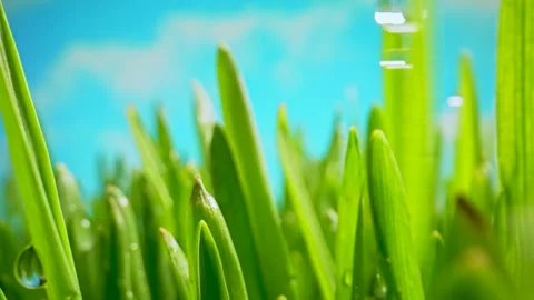 Fresh Green Grass Close-up. Grass with Dew Drops Swaying in the Wind. Early Video stock 270297912