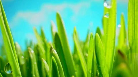 Fresh Green Grass Close-up. Grass with Dew Drops Swaying in the Wind. Stock Footage 340776135