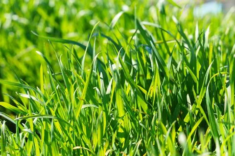 Fresh green grass close up, macro in sunlight natural plant background textur Stock Photos