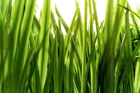 Fresh green grass, close-up Stock Photos