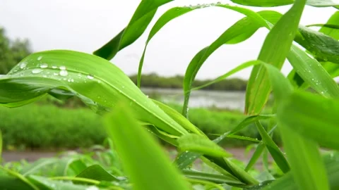 Fresh Green Grass Covered with Raindrops During Monsoon Season Stock Footage 343554839