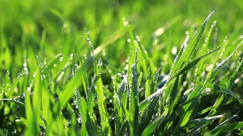 Fresh green grass with dew drops. Morning summer scene. Macro Stock Footage 951071