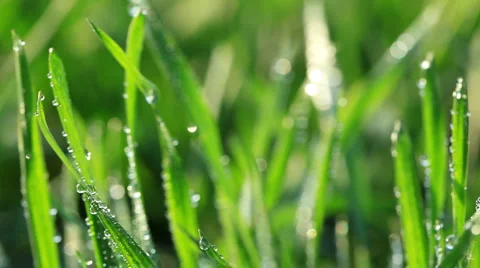 Fresh green grass with dew drops. Morning summer scene. Macro Stock Footage 951748
