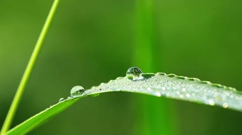 Fresh green grass with dew drops Stock Footage 8649068