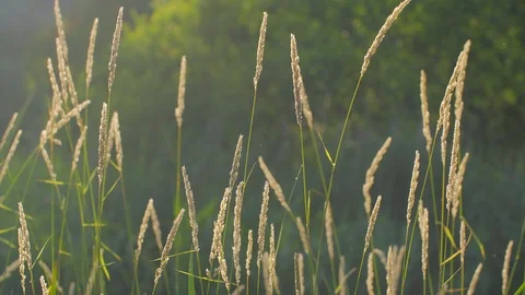 Fresh green grass with dew drops clips,dew drops on green grass footage,rain Stock Footage 111599463