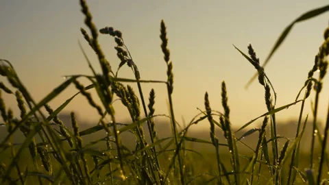 Fresh green grass with dew drops clips,dew drops on green grass footage,rain Stock Footage 112248629
