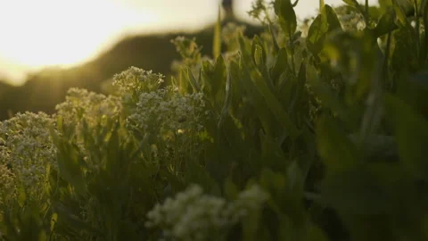 Fresh green grass with dew drops clips,dew drops on green grass footage,rain Stock Footage 112467092