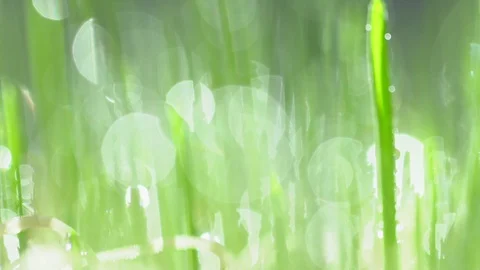Fresh green grass with dew drops clips, dew drops on green grass footage, rain Stock Footage 128700355