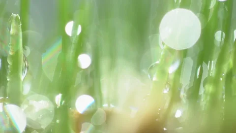 Fresh green grass with dew drops clips,dew drops on green grass footage,rain Stock Footage 129245752