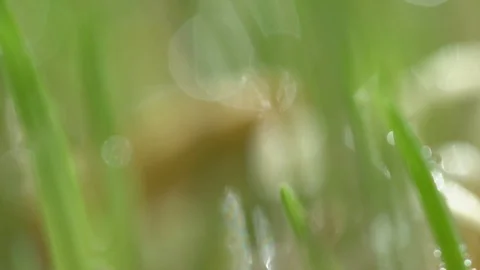 Fresh green grass with dew drops clips,dew drops on green grass footage,rain Stock Footage 129245872