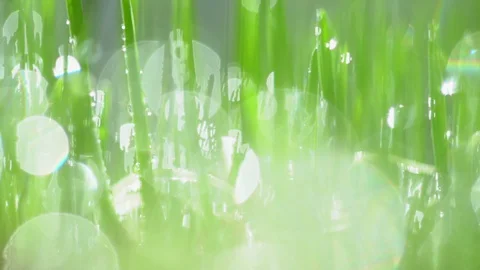 Fresh green grass with dew drops clips,dew drops on green grass footage,rain Stock Footage 129498970