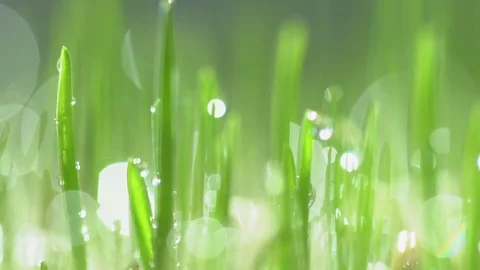 Fresh green grass with dew drops clips,dew drops on green grass footage,rain Video stock 130048997
