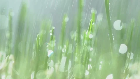 Fresh green grass with dew drops clips,dew drops on green grass footage,rain Stock Footage 130308110