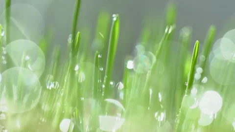 Fresh green grass with dew drops clips,dew drops on green grass footage,rain Stock-Footage 130569554