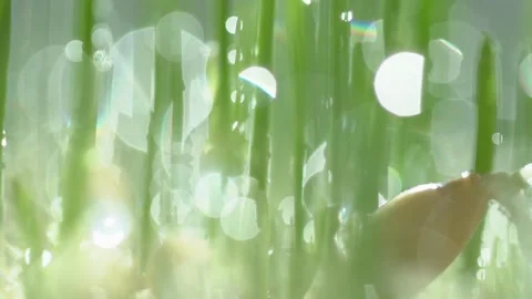 Fresh green grass with dew drops clips,dew drops on green grass footage,rain Stock Footage 130986987