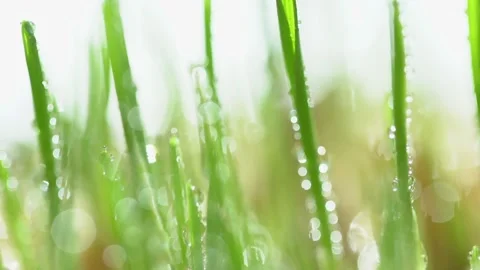Fresh green grass with dew drops clips,dew drops on green grass footage,rain Stock Footage 131496053