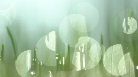 Fresh green grass with dew drops clips,dew drops on green grass footage,rain Stock Footage 131742631