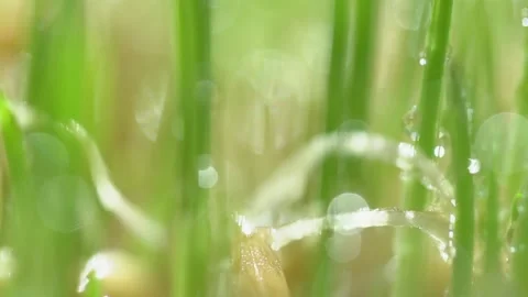 Fresh green grass with dew drops clips,dew drops on green grass footage,rain Stock Footage 131743547