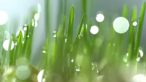 Fresh green grass with dew drops clips,dew drops on green grass footage,rain Stock Footage 132189763