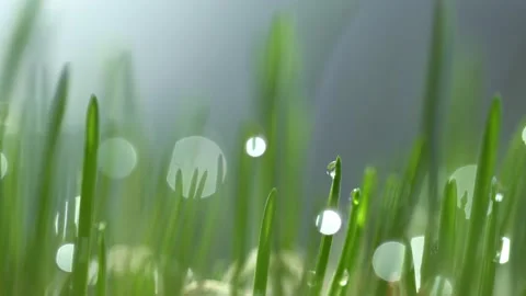 Fresh green grass with dew drops clips,dew drops on green grass footage,rain Video stock 132337640