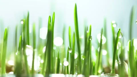 Fresh green grass with dew drops clips, dew drops on green grass footage, rain Stock Footage 132349014