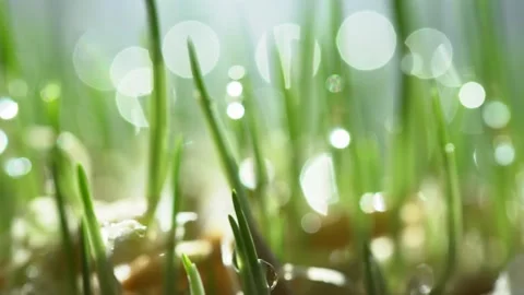 Fresh green grass with dew drops clips,dew drops on green grass footage,rain Video stock 132374187