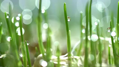 Fresh green grass with dew drops clips, dew drops on green grass footage, rain Stock Footage 132930975