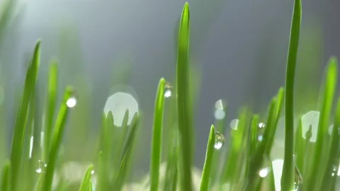 Fresh green grass with dew drops clips,dew drops on green grass footage,rain Stock-Footage 133101058