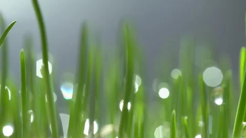 Fresh green grass with dew drops clips,dew drops on green grass footage,rain Stock Footage 133262089