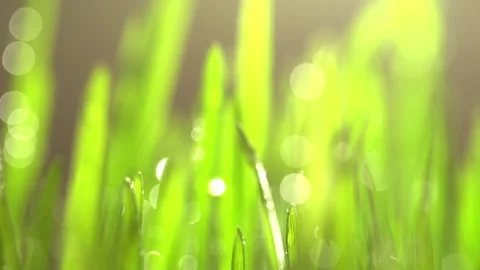Fresh green grass with dew drops clips, dew drops on green grass footage, rain Stock Footage 142879396