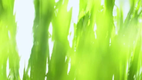 Fresh green grass with dew drops clips, dew drops on green grass footage, rain Stock Footage 143047825