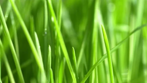 Fresh green grass with dew drops clips, dew drops on green grass footage, rain Stock Footage 143586589