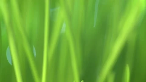 Fresh green grass with dew drops clips, dew drops on green grass footage, rain Stock Footage 143599651