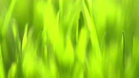 Fresh green grass with dew drops clips, dew drops on green grass footage, rain Stock Footage 143600378